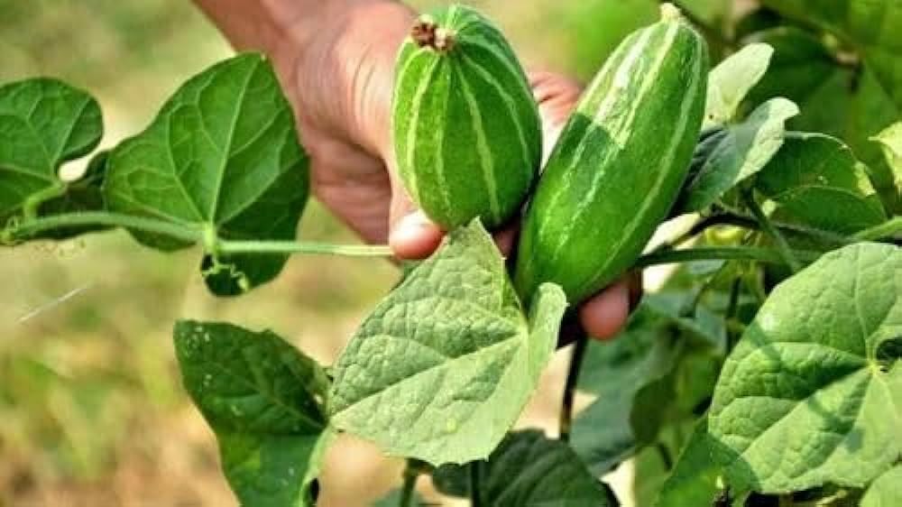 Parval seeds || Seeds for parval (30 seeds) (B0CSB2MYKN) Amazon Price History, Amazon Price Tracker
