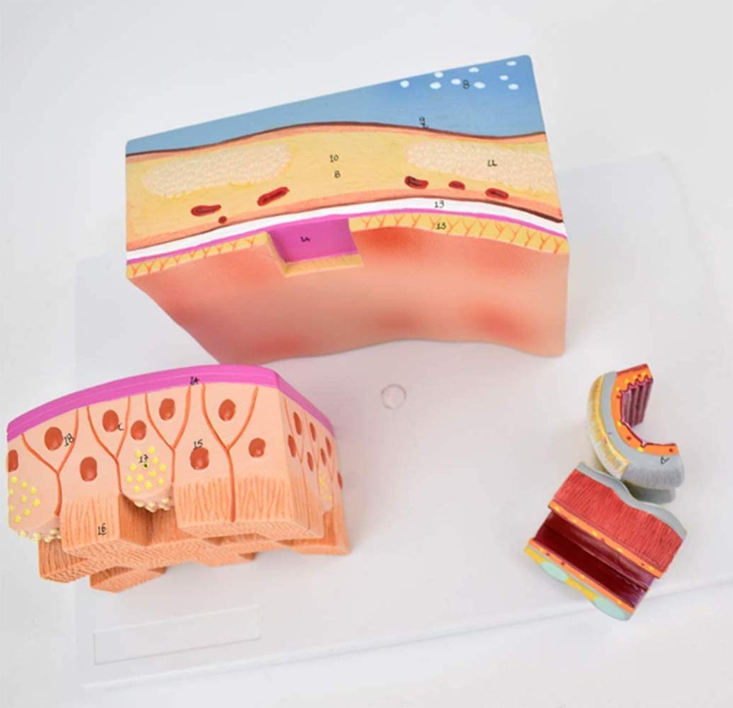 Keil Cartilage Human Anatomy Scientific Model, Anatomie Murale, 3 Fois Agrandissement, Enseignement Dessiné À La Main