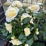 semillas de camelia, camelia, hoja perenne resistentes, interior, decoración de salón, resistentes para jardín, 70pcs