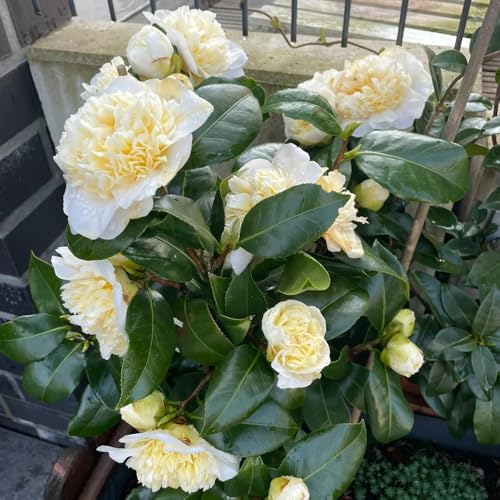 semi di camelia, camelia, resistenti, decorativi arbusti a crescita rapida, resistenti all'esterno, primaverili 70pcs