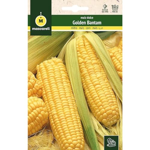 Mascarell Semillas, MAÍZ, Semillas Huerto, MAÍZ DULCE GOLDEN BANTAM, Crea tu Propio Huerto Urbano y Cultivo en Casa, Plantas Hortícolas, 8 Gramos