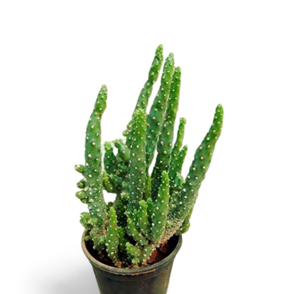 Creative Farmer Indoor Plant Office Opuntia Tuna Monstruosa Cactus Live With Pot For Home Garden (Healthy Plant) (B09L79LZ1H) Amazon Price History, Amazon Price Tracker