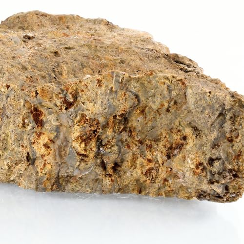Image of Eisco Fossiliferous Limestone Rock Specimen, Visible Fossils, 3 inch Sample