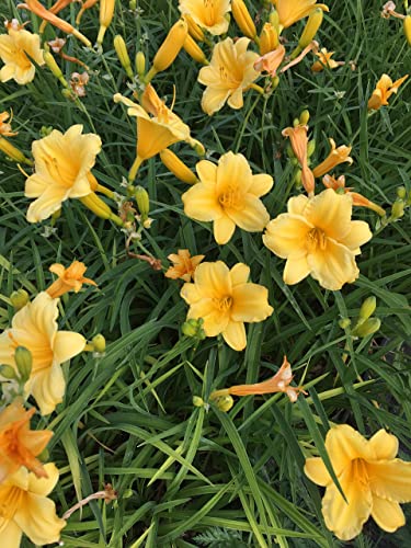 Daylily Nursery 25 Bareroot Stella D'oros Daylilies--1-2 Fan Tennessee Grown #TOP3