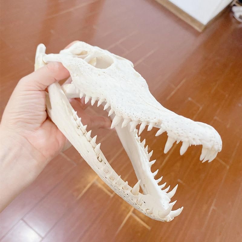 Taxidermy Real Animals Skulls - Model Animals Bones Specimen, Unique Taxidermy Supplies for Science Education Collection 1PCS (Crocodile Skull 7.9"-9.9")