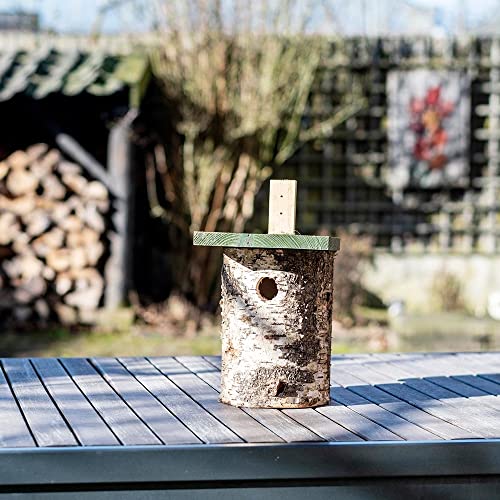 Nichoir en bois de bouleau 32 mm pour observer les mésanges