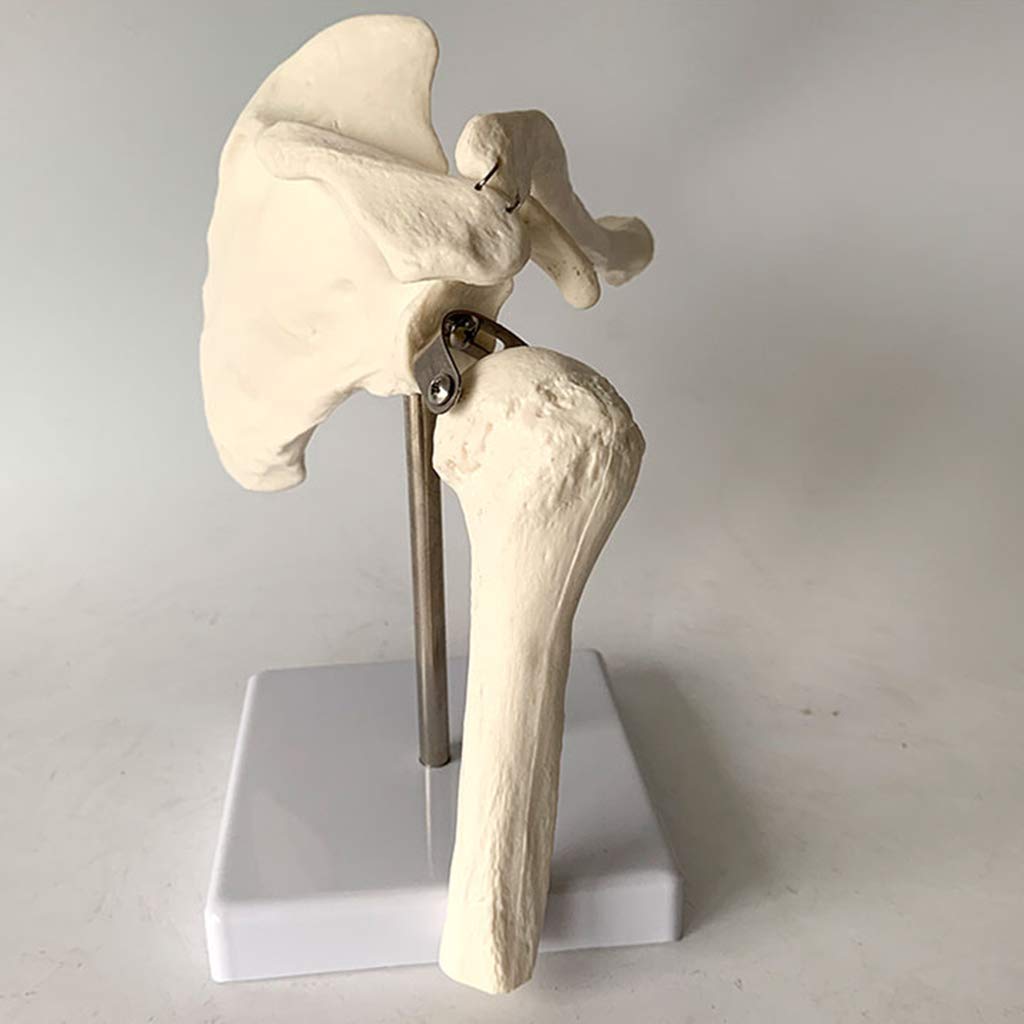 Modèle de Joint d'épaule - Modèle Anatomique de l'anatomie des Feuilles d'épaule de Squelette Humaine - pour Affichage Scientifique Modèle médical, matériel de Laboratoire