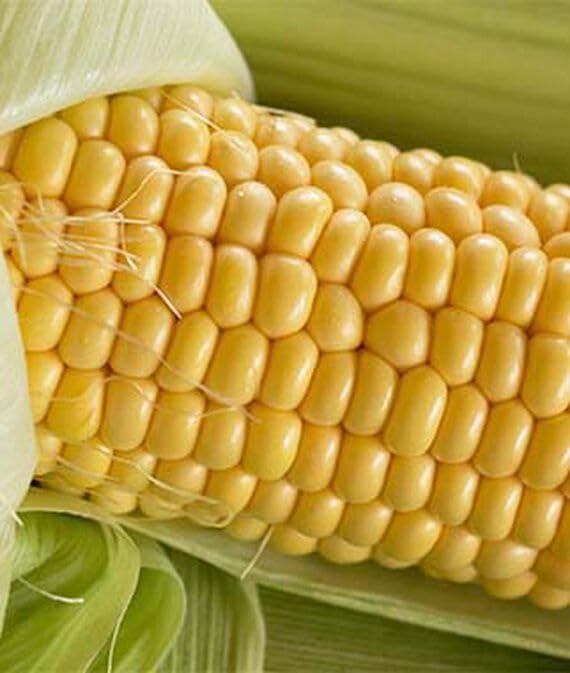 Willvine Organic Corn, Jaws Hybrid 120 Seeds for Planting-picture-24