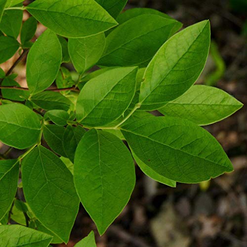 300+Super Sweet N Huge Blueberry Seeds! Highbush Mix Perennial Fruit #TOP7
