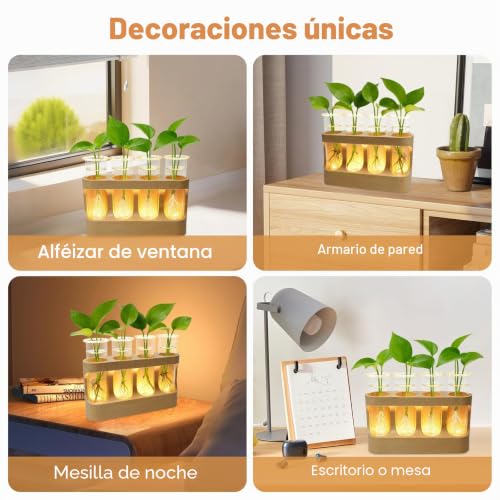 Jarrones de vidrio hidropónico decorativos con luces LED para interior 6