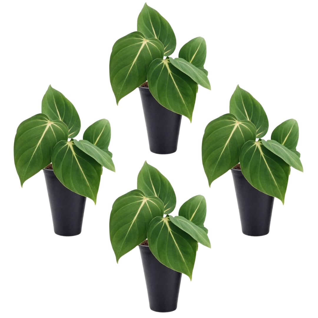 Philodendron Gloriosum 4 Pack