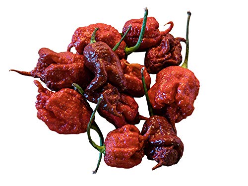 5 Semillas Carolina Reaper chocolate By Samenchilishop