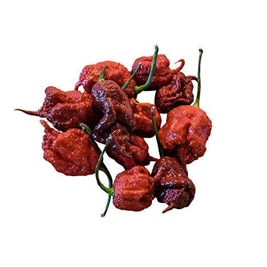 ☆ ☆ CAROLINA REAPER CHOCOLATE ☆☆ 5 frön -världsrekord chilipeppar i brun färg--