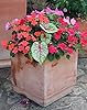 Pink Beauty Caladium Bulbs - Bare Root Bulb - Gorgeous Pink and Green Foliage - Hardy in Zones 9-11 - Can Also Be Grown Indoors as a House Plant #2