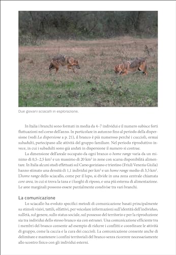 Lo Sciacallo Dorato In Italia - 8
