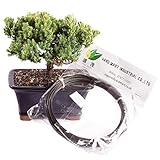 Brussel's Live Green Mound Juniper Outdoor Bonsai Tree with Aluminum Wire - 4 Years Old; 6' to 10'...
