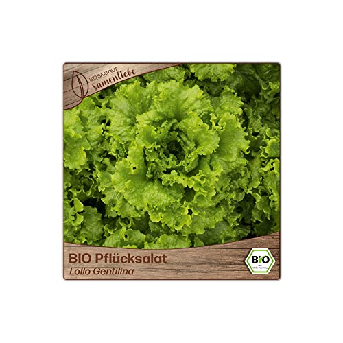 Samenliebe BIO Pflücksalat Samen Lollo Gentilina Grün 500 Samen samenfestes Gemüse Saatgut für Gewächshaus Freiland und Balkon BIO Gemüsesamen - Image 6