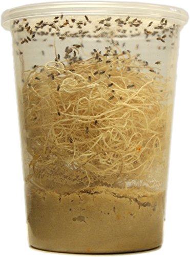 Josh's Frogs The Best Melanogaster Fruit Fly Food Media (1.5 Lbs/1.35 Quarts - Makes 10 Fruit Fly Cultures) #TOP1