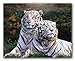 Pair of White Bengal Tiger Siberian Safari Wildlife Art Print Poster (16x20)
