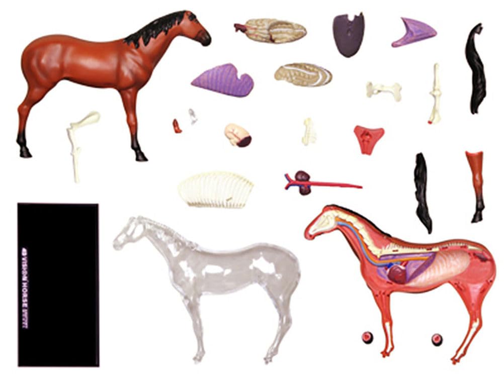 Genérico Modelo de Anatomía de Caballo 4D - Esqueleto de Animal, Biología Desmontable, 26 Partes para Clínica Veterinaria, Capacitación en Veterinaria y Demostración para la Escuela