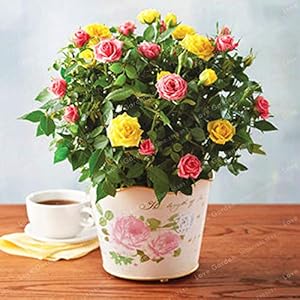 Generic 100 Pcs/Bag Mini Bonsai Rose Miniature Bonsai Rose DIY Home Garden Bright and Beautiful seedted Flowers Balcony Bonsai Plant: 2 : Only seeds