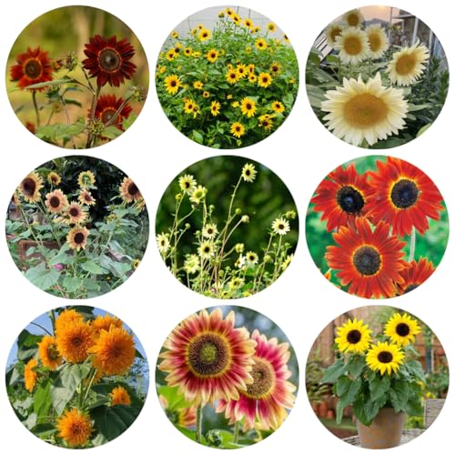 semillas de girasol macizo de con orgánicas girasol perenne de para bancales elevados Decoración de jardín para exteriores, alfombra 40pcs