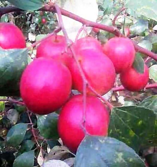 Green Horizon KASHMIRI SUNDARI, ZIZIPHUS MAURITIANA,INDIAN JUJUBI, INDIAN PLUM, CHINESE DATE, DUNKS SWEET BER FRUIT PLANT 03, Grafted, Pack of 1 (Size 1-1.5) (B0CC65LLSR) Amazon Price History, Amazon Price Tracker