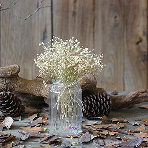 Ramo natural de flores secas Gypsophila para decoración miniatura 2