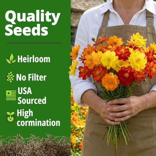 Image of HOME GROWN Cosmos Bright Lights Mix Seeds - 5000 Sulphureus for Planting Spring 2026, Refined Wildflower Herb Seed Mix, Easy Grow Outdoor Flower for Gardens