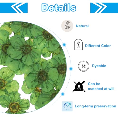 Flores secas prensadas verdes, 60 piezas para manualidades miniatura 3