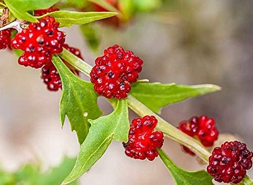 Miniatura 7 de RAISE ME UP Semillas Palos de Fresa Pie de ganso frondoso No GMO Heirloom Everbearing