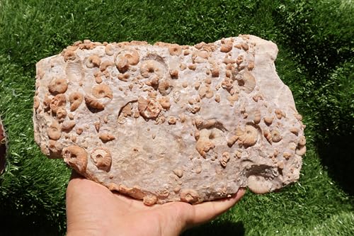 Image of Ammonites & Gastropods Plate Cretaceous Fossils Fossils from Morocco Fossil Rock ammonites Fossil from Morocco A212