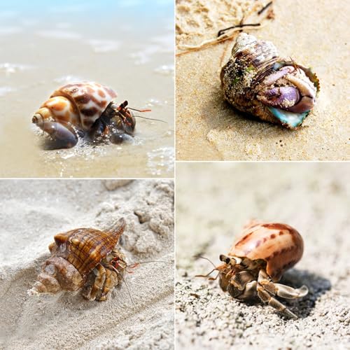 Image of 16 PCS Hermit Crab Shells - 16 Kind Natural Sea Conch Shells Size 1.4 inch - 4.5 inch Medium and Large Turbo Seashells for Hermit Crab Supplies Fish Tank Home Decor