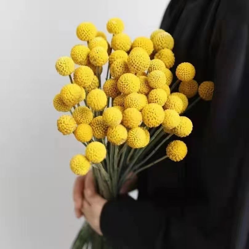 Flores Secas Craspedia Amarillas 50 Pcs 17 Pulgadas miniatura 6