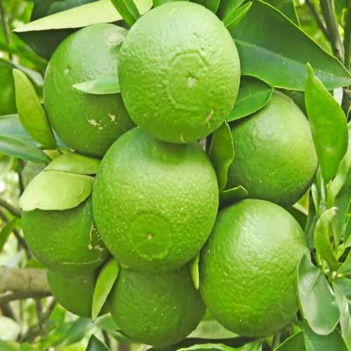 See full amazon price history chart for AZIZ GAZI NURSERY Sweet Malta Mosambi Orange Special Variety Live Fruit Plant | Healthy Fruit Plant For Home Garden Plants Tree | Mosambi Orange Live Plant with Grow Bag AZIZ GAZI NURSERY Sweet Malta Mosambi Orange Special Variety Live Fruit Plant | Healthy Fruit Plant For Home Garden Plants Tree | Mosambi Orange Live Plant with Grow Bag (B09Y34H1BM) Amazon Price History, Amazon Price Tracker