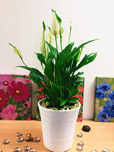 Easy Plants 1 Peace Lily Plant in White Ceramic Pot & Autumn Gold Gravel Top Dressing