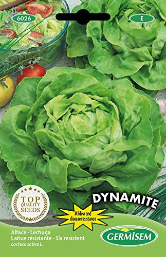 Germisem Dynamite Semillas de Lechuga 0.5 g