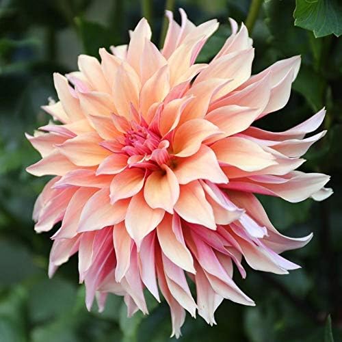 FERNSFLY® Flower Bulbs IMP. Dahlia | Dhalia | Dahalia Perennial Flower Bulbs Excellent Quality Attractive Aromatic Flower Home Outdoor Gardening Flowering Bulbs (Pack Of 1 The Labyrinth)