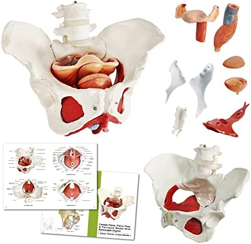 Female Pelvic Muscle Model, Human Anatomy Perineum Model, 1:1 Life Size
