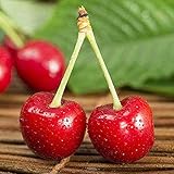 30 Piezas Cereza Fruta Semillas Semilla De árbol Enano Autofértil De Cereza Vertical Dulce Plantación De Jardín En Casa Adaptabilidad Fuerte