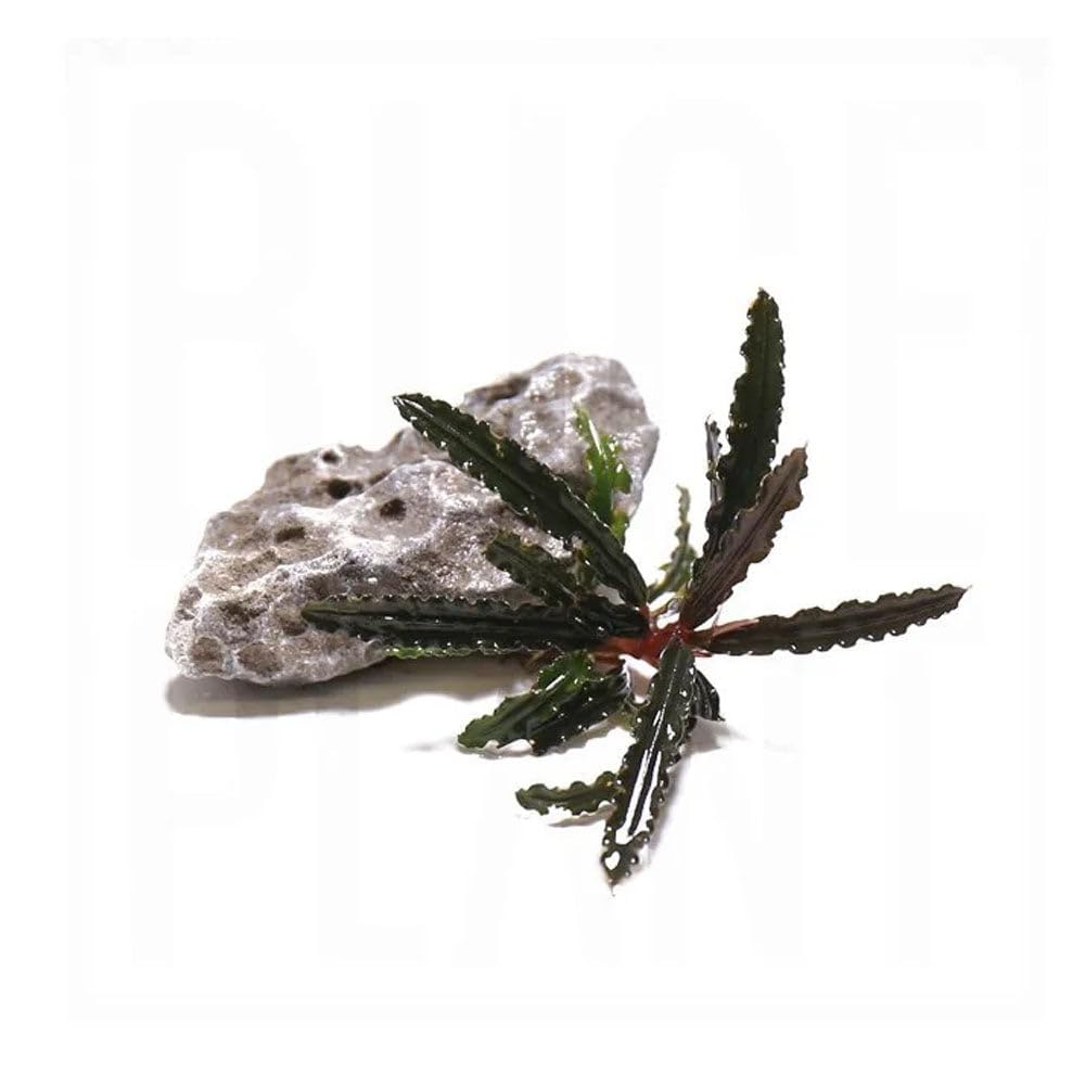 BUCEPHALANDRA for ヒューメリック BUCEPHALANDRA for ヒューメリック