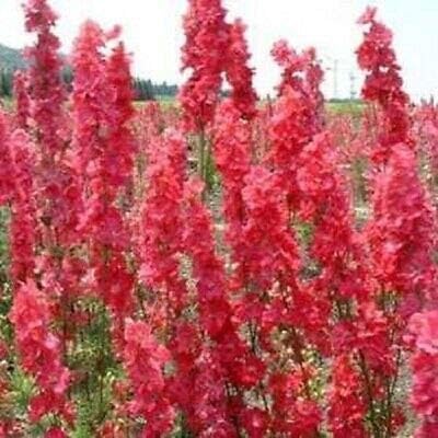 Seeds - 50 Red Delphinium Seeds Perennial Garden Flower Bloom Seed Flowers, Flowering Seeds