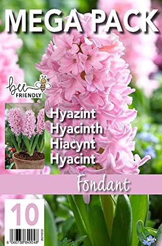 GreenBrokers Hyacinth Spring Flower Bulbs - Fondant Dark Pink, Fondant Pink - Image 3