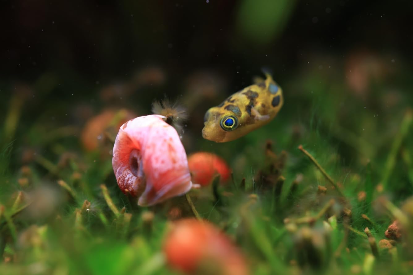Swimming Creatures™ 5 Mini Pea Puffers (Carinotetraodon travancoricus) – Freshwater Aquarium Nano Fish, Live