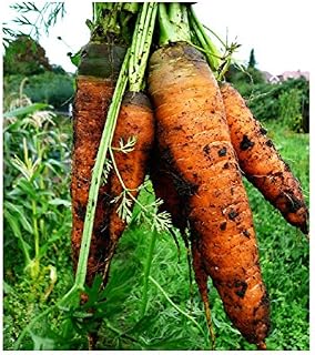 PREMIER SEEDS DIRECT - Carrot - Autumn King 2-4GM ~ 3600 Seeds (Organic)