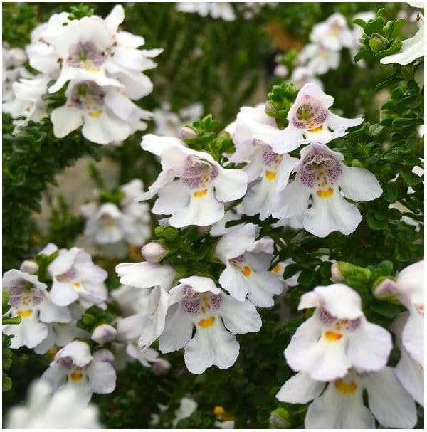 Prostranthera 'Cuneata' Alpine Mint | Evergreen Shrub | Outdoor Garden Ready Plant | Summer Flowering | Purple, White Flowers