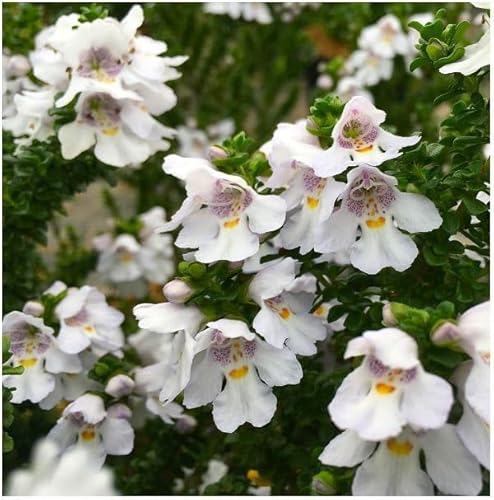 GrowOn Shrubs Prostranthera 'Cuneata' Alpine Mint | Evergreen Shrub | Outdoor Garden Ready Plant | Summer Flowering | Purple, White Flowers