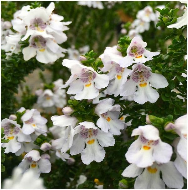 Prostranthera 'Cuneata' Alpine Mint | Evergreen Shrub | Outdoor Garden Ready Plant | Summer Flowering | Purple, White Flowers