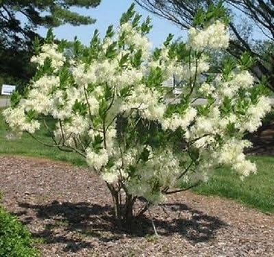 3 FRINGE TREE Chionanthus Virginicus Old Man’s Beard White Flower SeedsCombS/H