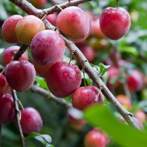 2 American Plum Trees Live Red Plum Fruits 12 To 18 Inc Height For Planting Ornaments Perennial Garden Simple To Grow Pots #TOP3